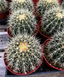 Golden Barrel Cactus 2" Live Plant Echinocactus Grusonii | SkyGardenByPhoenix
