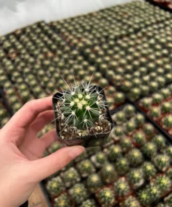 Golden Barrel Cactus 2