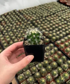 Golden Barrel Cactus 2