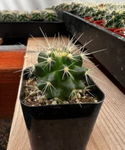 Golden Barrel Cactus 6