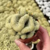 Golden Brain Cactus, Red Brain Cactus, Crested Cactus, Mammillaria Cristata Cactus, Rare Cactus, Unique Plant in 4" pot