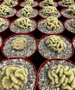 Golden Brain Cactus, Red Brain Cactus, Crested Cactus, Mammillaria Cristata Cactus, Rare Cactus, Unique Plant in 4" pot