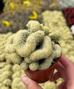 Golden Brain Cactus, Red Brain Cactus, Crested Cactus, Mammillaria Cristata Cactus, Rare Cactus, Unique Plant in 4
