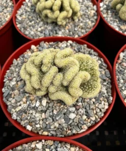 Golden Brain Cactus, Red Brain Cactus, Crested Cactus, Mammillaria Cristata Cactus, Rare Cactus, Unique Plant in 4