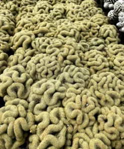 Golden Brain Cactus, Red Brain Cactus, Crested Cactus, Mammillaria Cristata Cactus, Rare Cactus, Unique Plant in 4