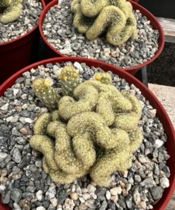 Golden Brain Cactus, Red Brain Cactus, Crested Cactus, Mammillaria Cristata Cactus, Rare Cactus, Unique Plant in 4