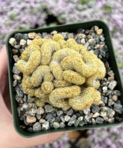Golden Brain Cactus, Red Brain Cactus, Crested Cactus, Mammillaria Cristata Cactus, Rare Cactus, Unique Plant in 4
