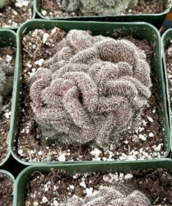 Golden Brain Cactus, Red Brain Cactus, Crested Cactus, Mammillaria Cristata Cactus, Rare Cactus, Unique Plant in 4