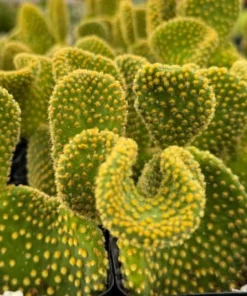 Golden Wavy Cactus Swirl Succulent Live Plant 2.5" Pot