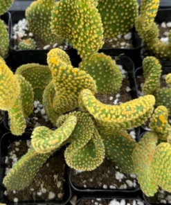 Golden Wavy Cactus Swirl Succulent Live Plant 2.5