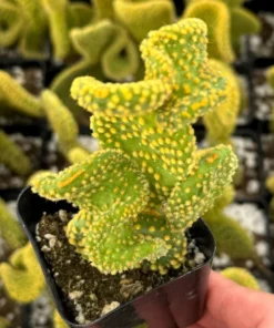 Golden Wavy Cactus Swirl Succulent Live Plant 2.5