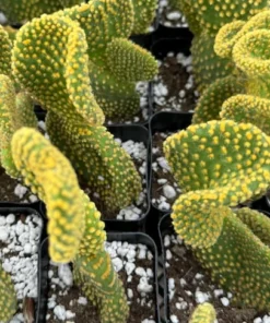 Golden Wavy Cactus Swirl Succulent Live Plant 2.5