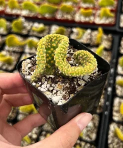 Golden Wavy Cactus Swirl Succulent Live Plant 2.5