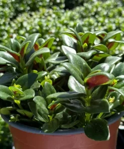 Goldfish plant, Columnea Nematanthus, Live Plant in 4", 6" pot