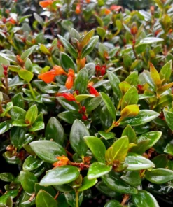 Goldfish plant, Columnea Nematanthus, Live Plant in 4