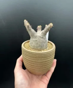 Gracilius Rare Plant - Exotic Rare Plant, Bare Root