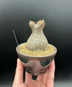 Gracilius Rare Plant - Exotic Rare Plant, Bare Root