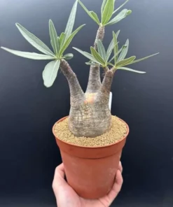 Gracilius Rare Plant - Exotic Rare Plant, Bare Root