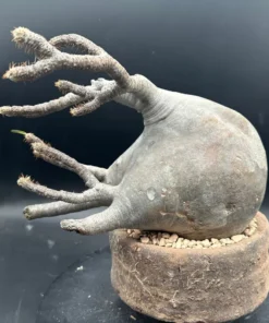 Gracilius Rare Plant - Exotic Rare Plant, Bare Root