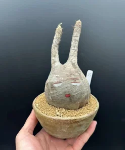 Gracilius Rare Plant - Exotic Rare Plant, Bare Root