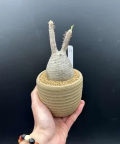 Gracilius Rare Plant - Exotic Rare Plant, Bare Root