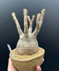 Gracilius Rare Plant - Exotic Rare Plant, Bare Root