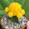 Grafted Cactus Pink Yello Red Gold Colorful Moon Cactus 4” pot, Grafted Cristata Brain Cactus 4"pot, Rebutia Heliosa Cluster Rare Cactus 4"