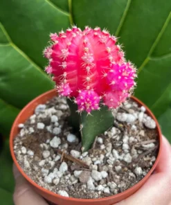 Grafted Cactus Pink Yello Red Gold Colorful Moon Cactus 4” pot, Grafted Cristata Brain Cactus 4"pot, Rebutia Heliosa Cluster Rare Cactus 4"