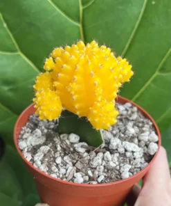 Grafted Cactus Pink Yello Red Gold Colorful Moon Cactus 4” pot, Grafted Cristata Brain Cactus 4