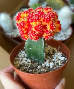 Grafted Cactus Pink Yello Red Gold Colorful Moon Cactus 4” pot, Grafted Cristata Brain Cactus 4