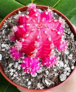 Grafted Cactus Pink Yello Red Gold Colorful Moon Cactus 4” pot, Grafted Cristata Brain Cactus 4