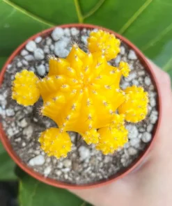 Grafted Cactus Pink Yello Red Gold Colorful Moon Cactus 4” pot, Grafted Cristata Brain Cactus 4