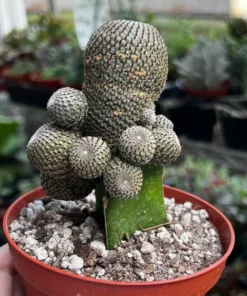 Grafted Cactus Pink Yello Red Gold Colorful Moon Cactus 4” pot, Grafted Cristata Brain Cactus 4