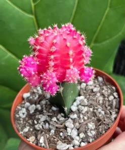 Grafted Cactus Pink Yello Red Gold Colorful Moon Cactus 4” pot, Grafted Cristata Brain Cactus 4
