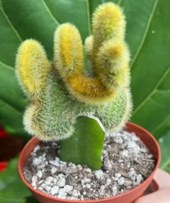 Grafted Cactus Pink Yello Red Gold Colorful Moon Cactus 4” pot, Grafted Cristata Brain Cactus 4