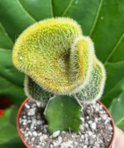 Grafted Cactus Pink Yello Red Gold Colorful Moon Cactus 4” pot, Grafted Cristata Brain Cactus 4