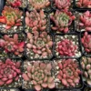 Graptoveria "Bashful", Pink Ruby, Rooted Succulent, Small Plant Gift, Live Plant in 2'', 4'' pot