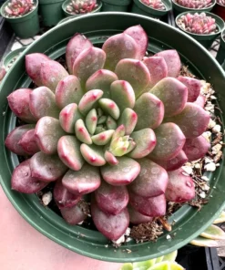 Graptoveria "Bashful", Pink Ruby, Rooted Succulent, Small Plant Gift, Live Plant in 2'', 4'' pot