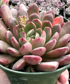 Graptoveria 