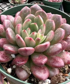 Graptoveria 