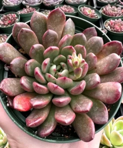 Graptoveria 
