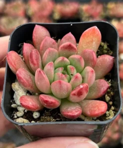 Graptoveria 