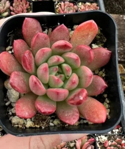 Graptoveria 