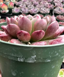 Graptoveria 