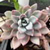 Graptoveria Opalina Pink Succulent Live Plant 4'' Pot | Rare Succulent