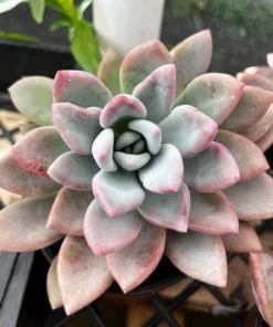 Graptoveria Opalina Pink Succulent Live Plant 4'' Pot | Rare Succulent