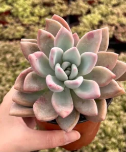 Graptoveria Opalina Pink Succulent Live Plant 4'' Pot | Rare Succulent