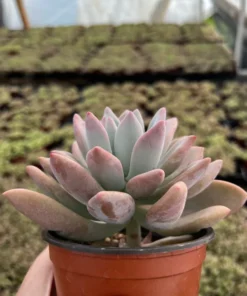 Graptoveria Opalina Pink Succulent Live Plant 4'' Pot | Rare Succulent