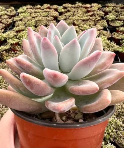 Graptoveria Opalina Pink Succulent Live Plant 4'' Pot | Rare Succulent
