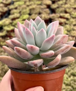 Graptoveria Opalina Pink Succulent Live Plant 4'' Pot | Rare Succulent